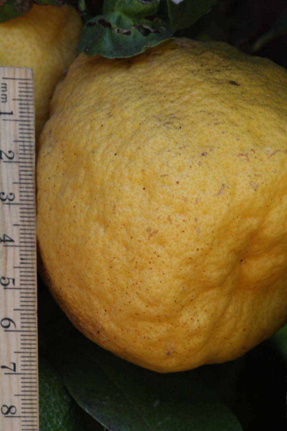            Fruit (Riverside, CA)   